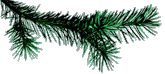 Pine branch
